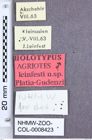 Etikette zu Agriotes (Agriotes) leinfesti (Platia & Gudenzi, 1998) (NHMW-ZOO-COL-0008423)